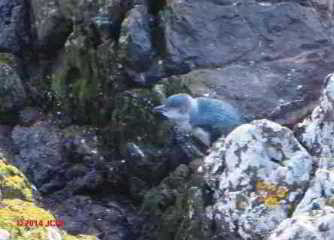 Blue penguin, Akaroa NZ (C) DFJC
