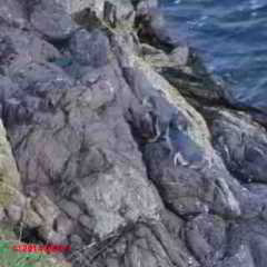 Little blue penguin, white flippered, Pohatu penguin colony, Akaroa NZ (C) JCDF
