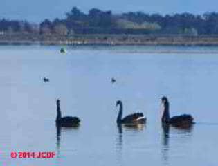 Black swans, hwy to Akaroa (C) DFJC