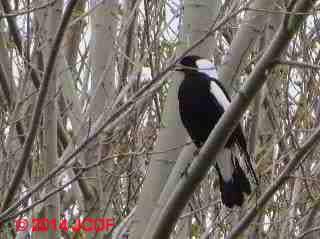 Australian Magpie, Akaroa, New Zealand (C) DFJC