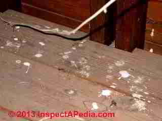 Evidence of birds in the attic of a building even when the birds are not home (C) Daniel Friedman