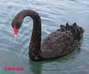 Black Swan, Lake Rotorua, New Zealand (C) DF JC