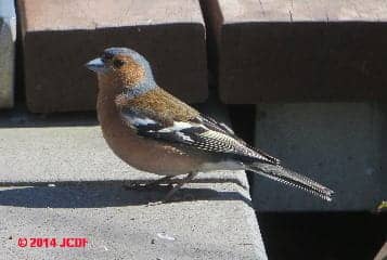 Common Chaffinch, Birds of New Zealand 2014 © JCDF