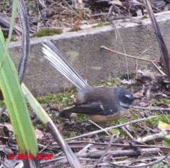 Fangail bird, UC Campus stream, Christchurch NZ (C) DFJC
