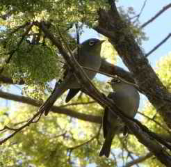 Silvereye Bird Christchurch NZ (C) Daniel Friedman at InspectApedia.com