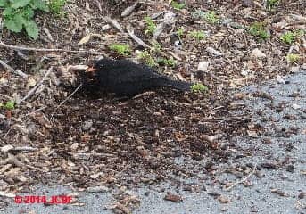 Eurasian blackbird digging up garden mulch (C) DF JC