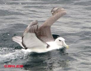 White-capped Albatross (Mollymawk) Thalassarche cauta steadi, off Stewart Island New Zealand (C) D Friedman J Church