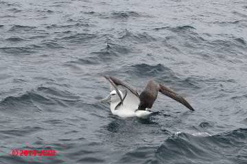 White capped albatross folding its wings (C) D Friedman J Church