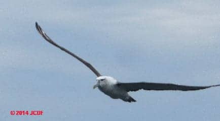 White-capped albatross off Stewart Island (C) J Church