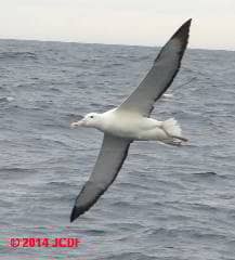 Southern Royal Albatross, Diomedea epomophora (C) J Church D Friedman