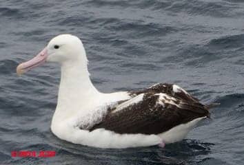 Southern Royal Albatross - Toroa - off Stewart Island New Zealand (C) D Friedman J Church
