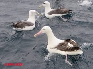 Southern Royal Albatross swimming with White-Capped Albatrosses (C) D Friedman J Church  off Stewart Island New Zealand