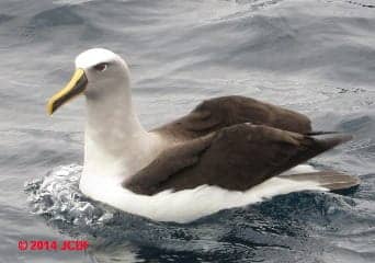 Buller's Mollymawk, Buller's Albatross, off Stewart Island NZ (C) D Friedman J Church