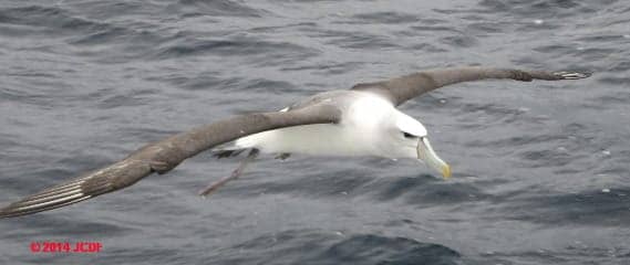 White-capped Albatross in flight (C) D Friedman J Church