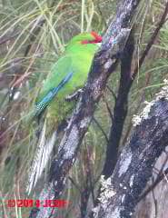Red Crowned Parakeet, Ulva Island, NZ (C) DF JC