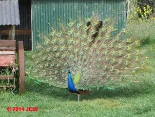 Peacock (C) DF JC