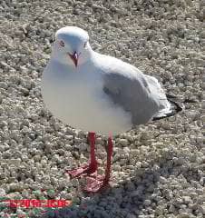 Red billed gull, Akaroa New Zealand (C) DF JC