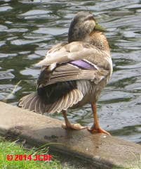 Famale Mallard duck, U. Canterbury (C) JC DF