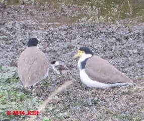 Masked Lapwings with chick, Travis Reserve, Canterbury New Zealand (C) Church Friedman