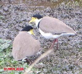Masked lapwing hiding chick under wing (C) Friedman Church