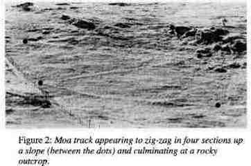 Moa tracks, hillside in New Zealand, Horn, Peter L. (1989)