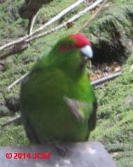 Red Crowned Parakeet, Lochmara, Marlboro Sound, New Zealand (C) Church Friedman