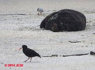Variable Oystercatcher walking in front of a sea lion, Sandfly Bay, Otego Peninsual, S. Island, New Zealand (C) JC DF