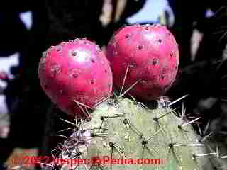 Mexican Nopal pricklypear cactus Tuna fruits © D Friedman at InspectApedia.com 