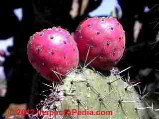 Mexican Nopal pricklypear cactus Tuna fruits (C) D Friedman