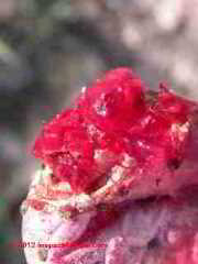 Nopal pricklypear cactus fruit, squashed to show its rich red interior fruit (C) Daniel Friedman