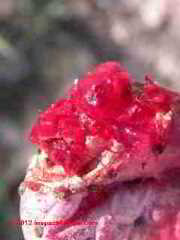 Photo of mold on Nopal cactus, microscopic image ca 600x (C) Daniel Friedman