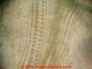 Papaya laticifer fiber growing in the  papaya flesh (C) Daniel Friedman