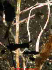 High Power Microscopic Image of World Trade Center Collapse Dust collected at the site