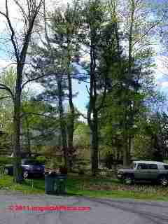 White pines 30 years old (C) D Friedman