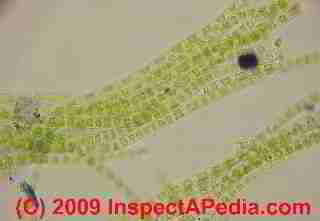 Algae under the microscope (C) Daniel Friedman