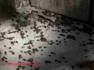 Stains from bats on a building wall (C) Daniel Friedman