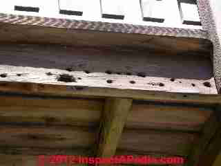 Carpenter bee activity indicator (C) Daniel Friedman