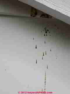Carpenter bee activity indicator (C) Daniel Friedman