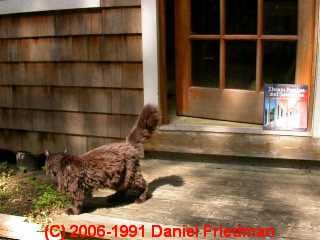 Photo of a book, a cat, and a porch step that needs some fix-up
