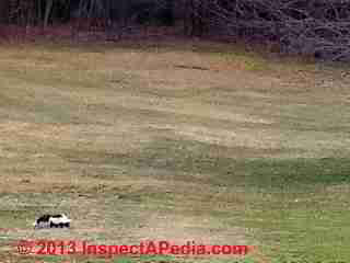 Skunk on the Vassar Golf Course (C) Daniel Friedman