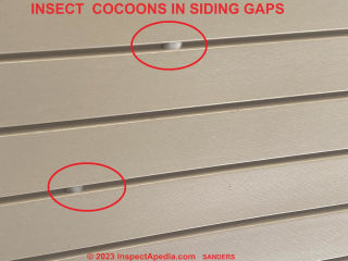 White fuzzy insect cocoons on building exterior in siding gaps (C) InspectApedia.com Sanders