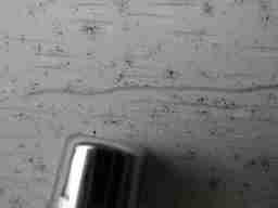 Black mold growth on building exterior wall siding (C) Daniel Friedman