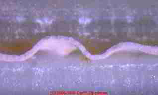Photo of paint solvent blistering, edge view in laboratory