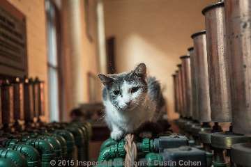 Conrad Milster's cat, check valves, air bleeders at the Pratt Steam Room (C) InspectApedia.com & Dustin Cohen