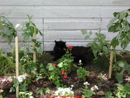 Photograph of Pippin the cat