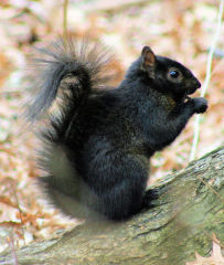 Black squirrel - Wikipedia, at InspectApedia.com