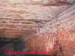 Penicillium mold in cape cod attic (C) D Friedman