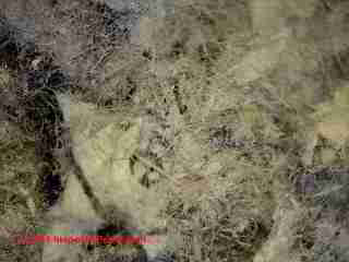 Cellulose insulation fire test 2 (C) Daniel Friedman