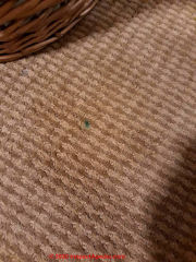 Green stains and bright green spots on carpet (C) InspectApedia.com Marie