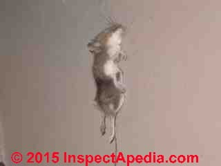 Dead mouse odor (C) Daniel Friedman